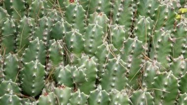 kaktüsler closeup doğal koşullarda (Ken etkisi yakar)  