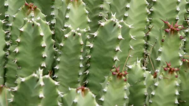 Cactussen Close Natuurlijke Omstandigheden Ken Burns Effect — Stockvideo