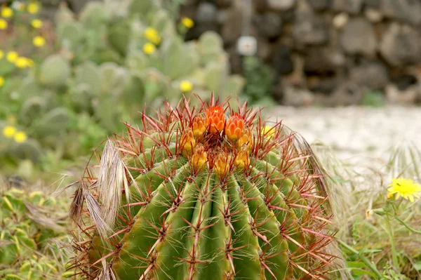 Kaktuszok Vértes természeti adottságok — Stock Fotó