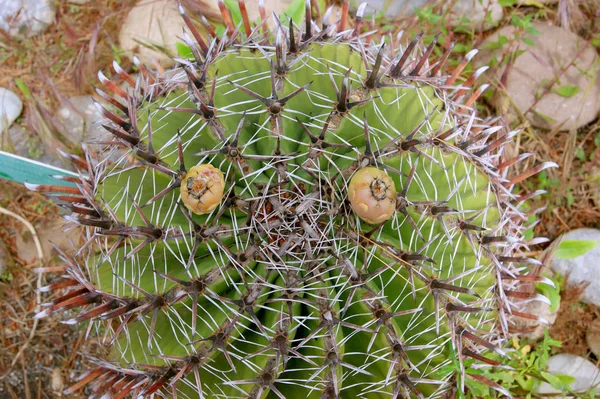 Cactus primer plano en condiciones naturales —  Fotos de Stock