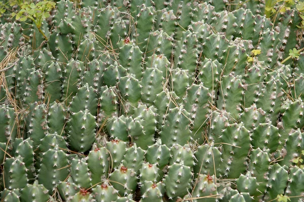 Contextul plantelor de cactus se închide — Fotografie, imagine de stoc