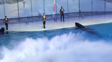 Moskova, Rusya - 21 Aralık 2018: Sunum (Show) Vdnkh Moskvarium - Avrupa 'nın en büyük deniz akvaryumu ve eğlence merkezi, Moskova, Rusya 