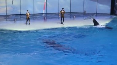 Moskova, Rusya - 21 Aralık 2018: Sunum (Show) Vdnkh Moskvarium - Avrupa 'nın en büyük deniz akvaryumu ve eğlence merkezi, Moskova, Rusya  