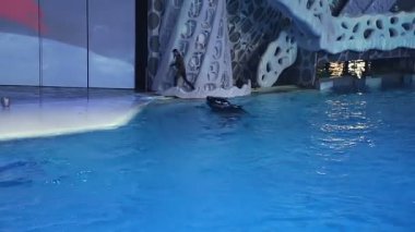 Moskova, Rusya - 21 Aralık 2018: Sunum (Show) Vdnkh Moskvarium - Avrupa 'nın en büyük deniz akvaryumu ve eğlence merkezi, Moskova, Rusya  