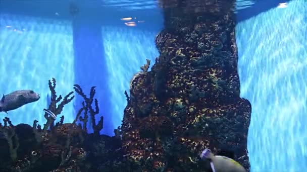 Grands Poissons Marins Dans Aquarium Gros Plan Vie Sous Marine — Video