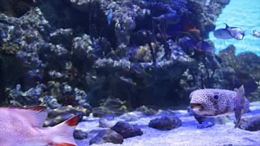 Büyük deniz balığı (akvaryumda, yakın plan), sualtı yaşamı 