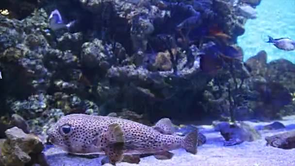 Grandes Peces Marinos Acuario Primer Plano Vida Submarina — Vídeos de Stock