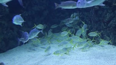 Büyük deniz balığı (akvaryumda, yakın plan), sualtı yaşamı 