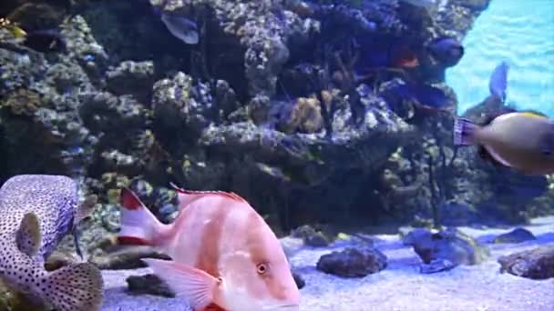 Grands poissons marins (dans l'aquarium, gros plan), vie sous-marine  