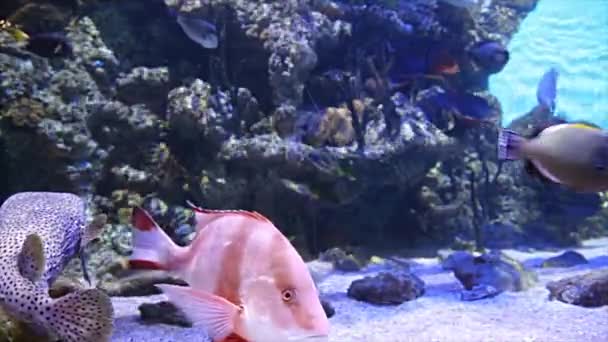 Grandes Peces Marinos Acuario Primer Plano Vida Submarina — Vídeos de Stock