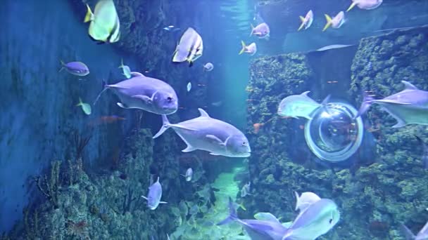 Grandi Pesci Marini Acquario Primo Piano Vita Sottomarina — Video Stock