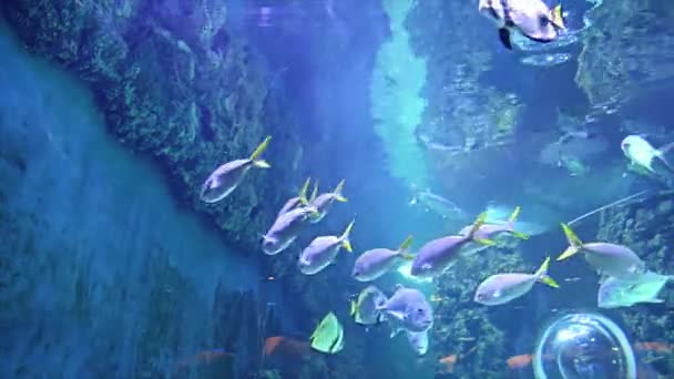 Μόσχα Ρωσία Ιουλίου 2019 Μεγάλα Θαλάσσια Ψάρια Στο Ενυδρείο Κοντά — Αρχείο Βίντεο