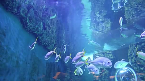 Moscow Russia July 2019 Large Marine Fish Aquarium Close Underwater — Stock Video