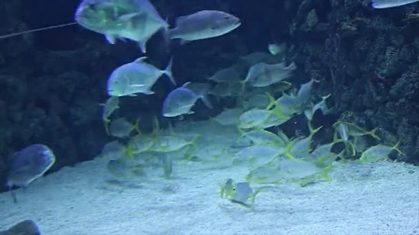 Grands Poissons Marins Dans Aquarium Gros Plan Vie Sous Marine — Video