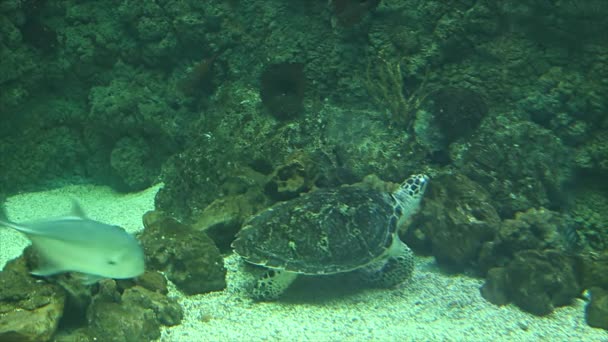 Grandi Pesci Marini Acquario Primo Piano Vita Sottomarina — Video Stock