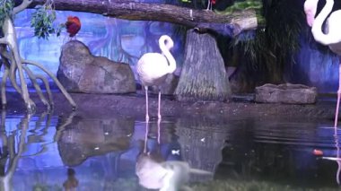 Moskova, Rusya - 23 Temmuz 2019: Suda duran güzel flamingo (yakın plan). Hayvanat bahçesi