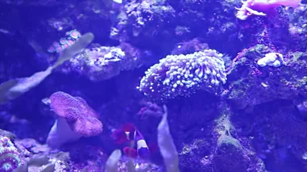 Large Marine Fish Aquarium Close Underwater Life — Stock Video