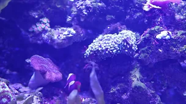 Large Marine Fish Aquarium Close Underwater Life — Stock Video