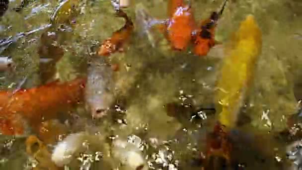 Grote Zeevissen Het Aquarium Close Onderwaterleven — Stockvideo