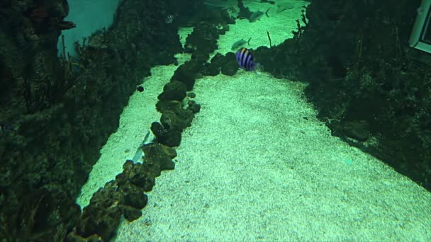 Velké Mořské Ryby Akváriu Zblízka Podvodní Život — Stock video