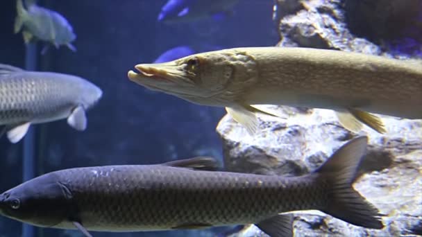 Large Marine Fish Aquarium Close Underwater Life — Stock Video