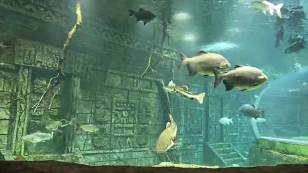 Moskou Rusland Juli 2019 Grote Zeevissen Het Aquarium Close Onderwaterleven — Stockvideo