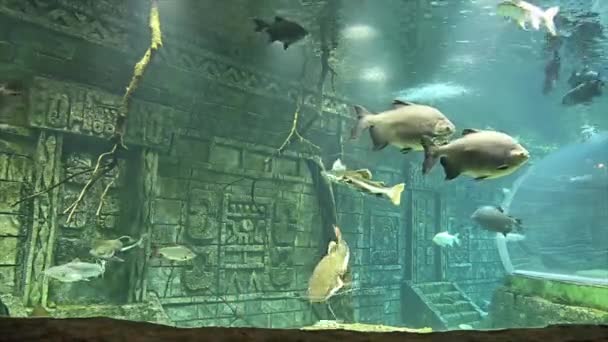 Moscou Russie Juillet 2019 Grand Poisson Marin Dans Aquarium Gros — Video