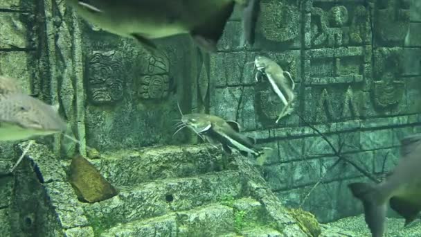 Moskva Rusko Července 2019 Velké Mořské Ryby Akváriu Zblízka Podvodní — Stock video