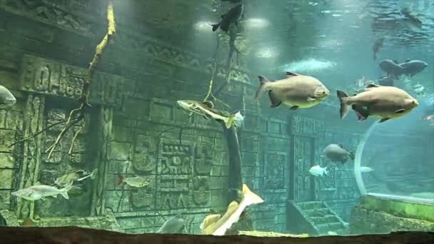 Moscou Russie Juillet 2019 Grand Poisson Marin Dans Aquarium Gros — Video