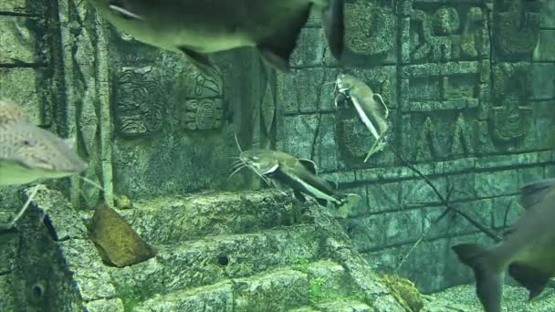 Moscou Russie Juillet 2019 Grand Poisson Marin Dans Aquarium Gros — Video