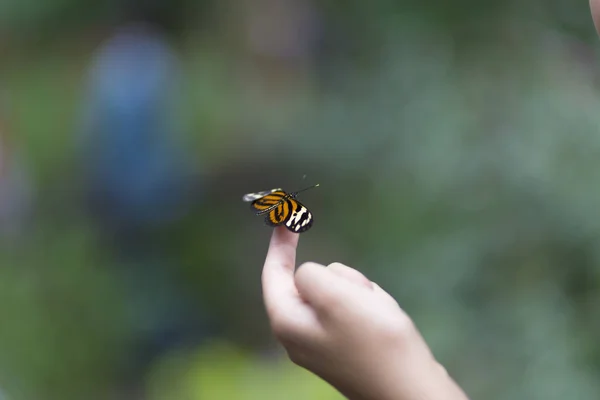 Beau papillon assis sur la main — Photo