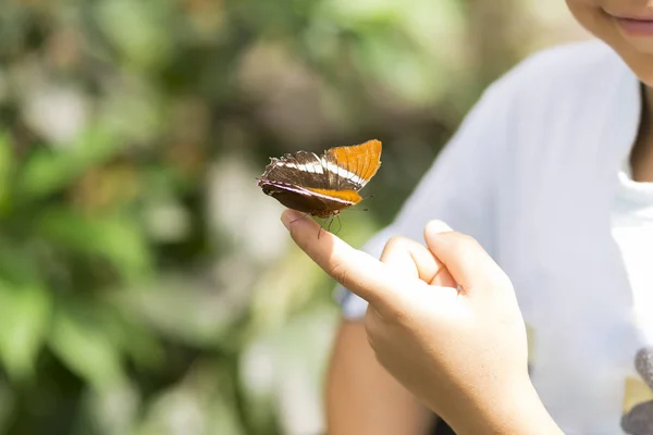 Prachtige vlinder zitten aan de kant — Stockfoto