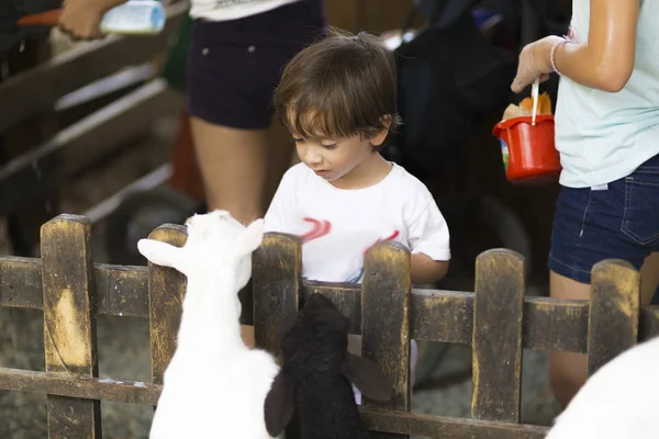 Little Boy feeds white goat — Stock Photo, Image