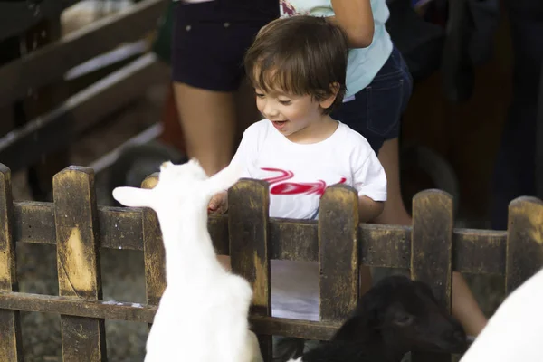 Little Boy feeds white goat — Stock Photo, Image