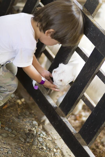 Little Boy feeds white goat — Stock Photo, Image