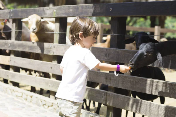 Küçük çocuk beyaz keçi besleme — Stok fotoğraf