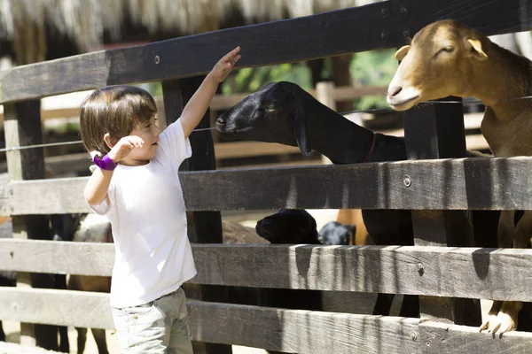 Little Boy feeds white goat — Stock Photo, Image