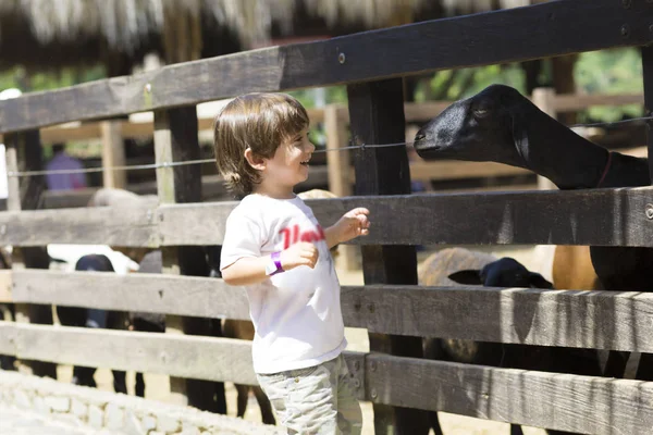 Маленький мальчик кормит белого козла — стоковое фото