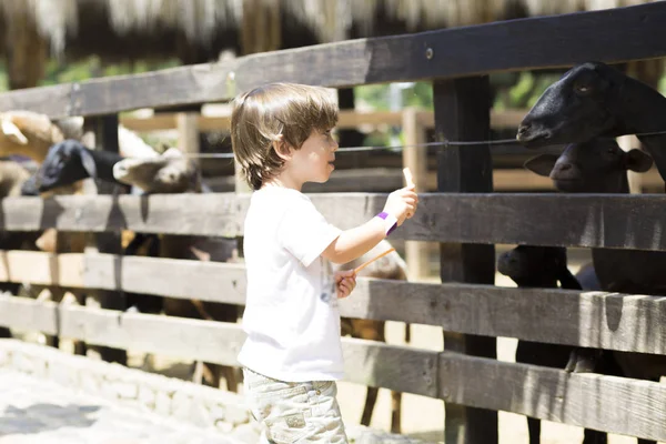 Little Boy feeds white goat — Stock Photo, Image