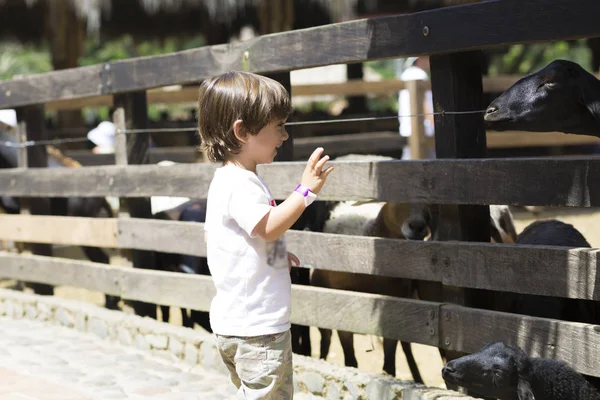 Little Boy feeds white goat — Stock Photo, Image