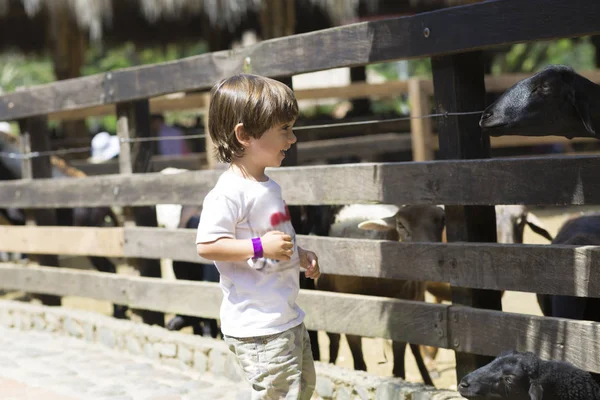 Little Boy feeds white goat — Stock Photo, Image