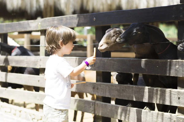 Маленький мальчик кормит белого козла — стоковое фото