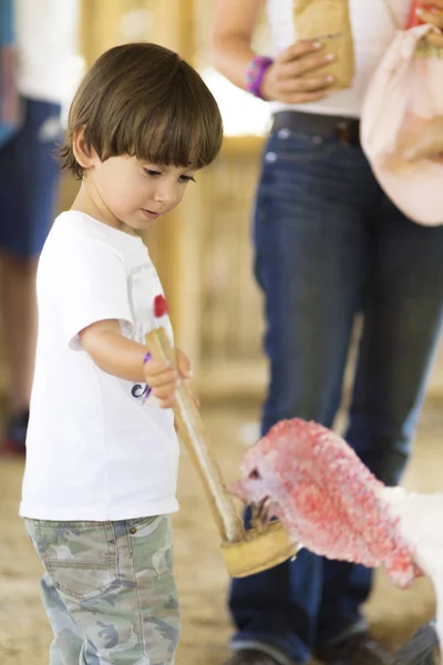 Liten pojke feeds Turkiet — Stockfoto