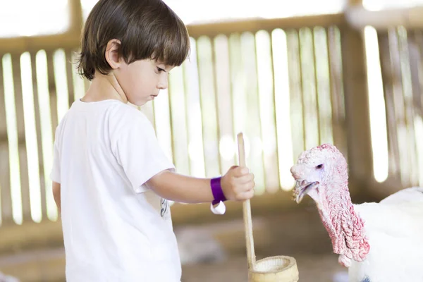 Little Boy Feeds Turkey Zoo — Stock Photo, Image