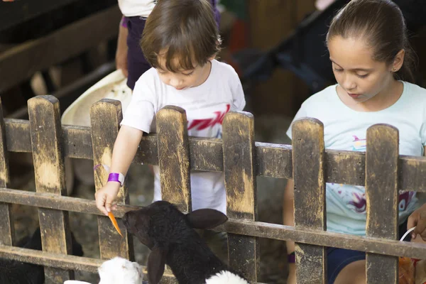 Happy Girl and Boy feeds white goat — Stock Photo, Image