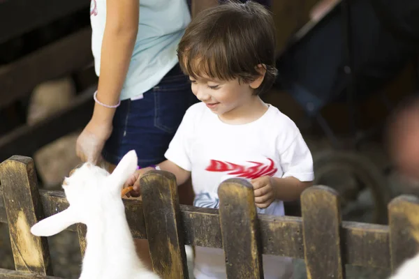 Little Boy feeds white goat — Stock Photo, Image