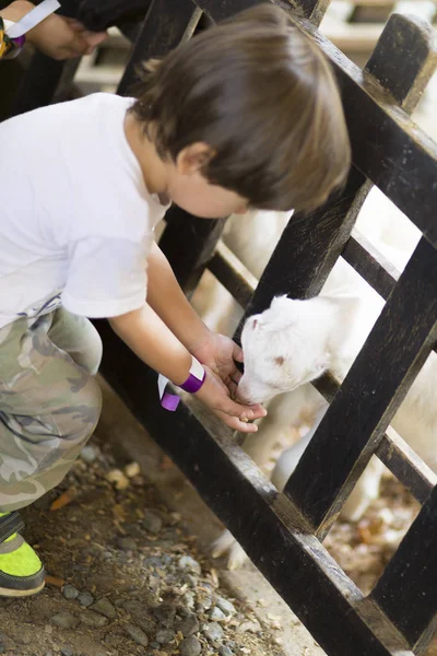 Little Boy alimenta cabra branca — Fotografia de Stock