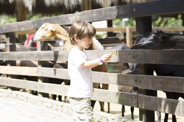 Little Boy feeds white goat — Stock Photo, Image