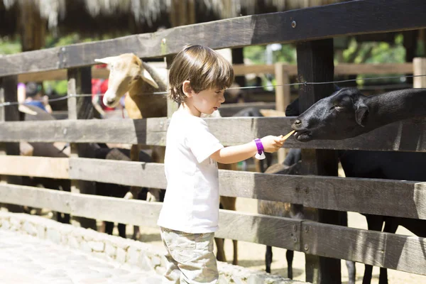 Little Boy feeds white goat — Stock Photo, Image