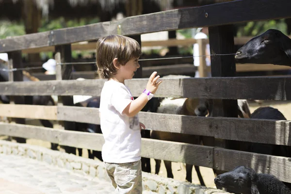 Little Boy alimenta cabra branca — Fotografia de Stock
